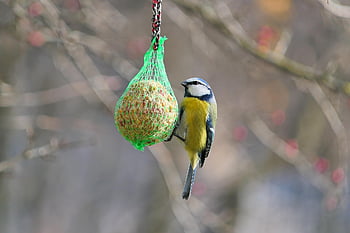 tit jambul, tit biru, burung, kecil, penuh warna, makanan, gandum, tas, binatang, alam, di luar