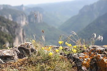 landscape, lozere, france, gorges Du Tarn, nature, cliffs, cliff, flora, plants, plant, rock