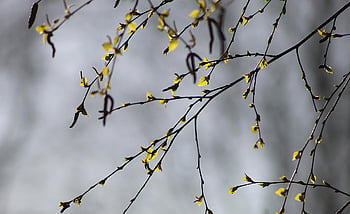 la nature, les plantes, des arbres, branches, printemps, bouleau, Jeune, feuilles