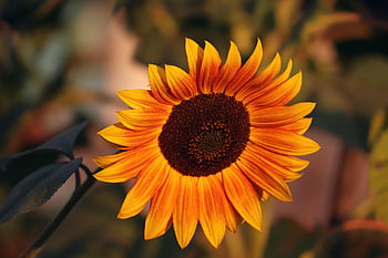 sunflower, blossom, yellow Flower, flower Background, bloom, yellow Petals, flower, beautiful Flowers, petals, flora, floriculture