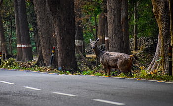 animal, deer, mammal, wildlife, antlers, species, fauna, india, nature, forest, habitat