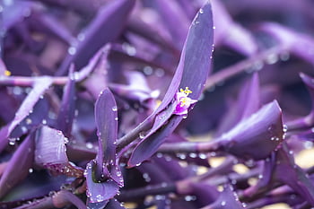 rostlina, nachový, srdce, tradescantia, texas, rosa, voda, kapiček, korálky, obruby, lesknoucí se