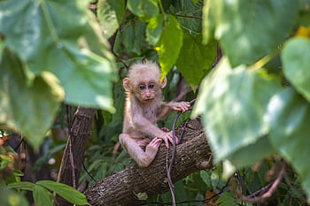 baby Monkey, animal, tree, stump-tailed Macaque, macaca Arctoides, macaque, monkey, young Animal, baby Animal, mammal, primate