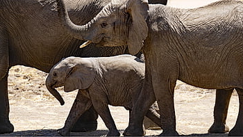 elephants, animals, mammals, wild Animals, wildlife, fauna, wilderness, nature, safari, tanzania, africa