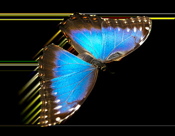 Natur, Tiere, Schmetterling, Insekt, fliegend, Flügel, Sensor, isoliert