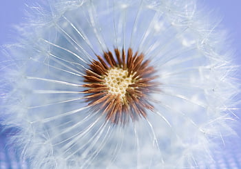 민들레, 식물, 닫다, 매크로, 자연, 꽃, 뾰족한 꽃, 씨앗, 민들레 씨앗