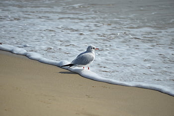 นกนางนวล, เที่ยวบิน, ฝูง, นกบิน, ฝูงนก, ชายหาด, นางนวล, นก, ปีก, ธรรมชาติ, ทะเล