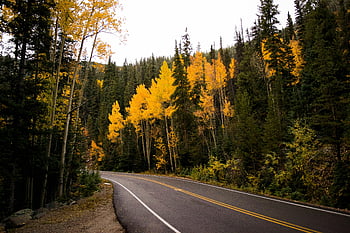 forest, concrete road, autumn forest, Pitkin County, Colorado, curvy road, colorful autumn, aspen trees, fall foliage, mountain road, scenic drive