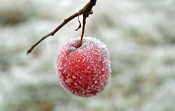 apple, fruit, branch, frost, ice Crystals, icy, winter, hoarfrost, cold, nature, frozen