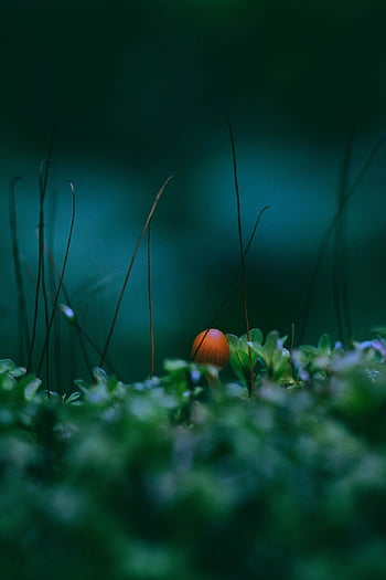 mushroom, moss, fungus, forest, autumn, fall, green, nature, macro