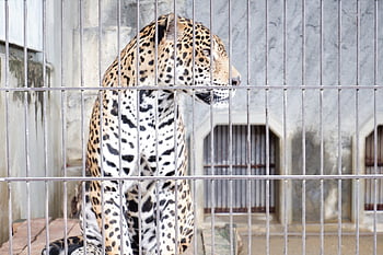 Gepard, Příroda, kočka, zvíře, domácí zvíře, divoké zvíře, Kočkovitý, velká kočka, v kleci, zoo, dravec