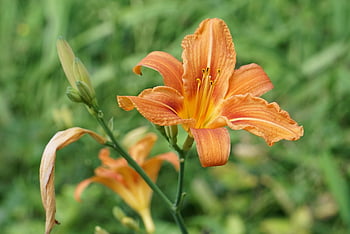 lily, daylily, flower, blossom, bloom, close Up, orange, nature, hemerocallis, summer, flora