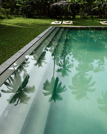 reflection of palm trees, swimming pool, tropical pool, lush greenery, palm trees, relaxation, serene pool, outdoor pool, poolside relaxation, tropical relaxation, pool reflection