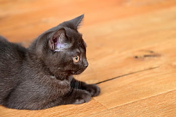 brățară scurtă, pisică, animal de companie, pisoi, ochiul Pisicii, pisica domestica, drăguţ, ochi, animal, chihlimbar, tineri