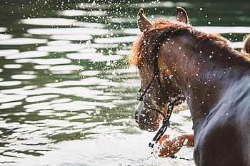 hest, natur, ponni, innsjø, vann, sprut, svømme, føll, dyr, brun hest, årsgamle