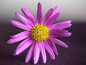 fiore, sfondo, macro, pianta, floreale, avvicinamento, botanica, biologico, petali, primavera, estate