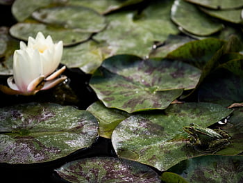 frog, lilies, alhambra, spain, waterlilies, pond