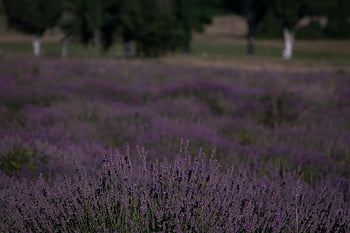 lavender, tihany, hungary, nature, summer, meadow, tihany Peninsula, purple