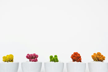 cacti, cacti คละสี, cacti ที่มีชีวิตชีวา, กระถางสีขาว, พื้นหลังที่เรียบง่าย, ไอเดียตกแต่ง, พืชในร่ม, cacti สีสันสดใส, Cacti ขนาดเล็ก, การจัดแคคตัส, การตกแต่งบ้าน