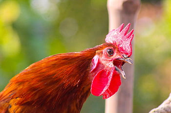 drůbež, kuře, Příroda, kohout, zemědělství, pták, chov zvířat, domácí, ženský, slepice, kuřátko