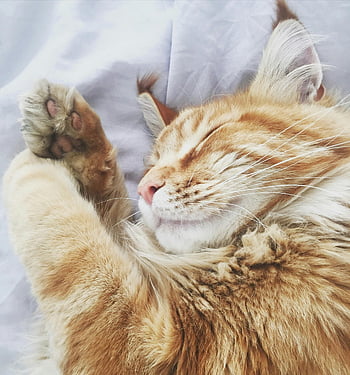 oranžová mourovatá kočka, kryt postele bílé látky, Fluffy Ginger Tabby, pokojně spí, tlapky, kníry, Útulné vnitřní nastavení, kočičí vousy, kočičí tlapky, vnitřní kočka, klidný spánek