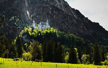 neuschwanstein hrad, kopec, pastvina, pole, hrad, bavaria, Alpy, Německo, hora, palác, historický