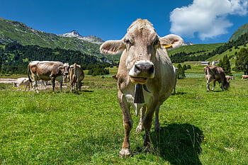 cows, animal, pasture, rural, alpine, grass, nature, meadow, livestock, switzerland, mountains
