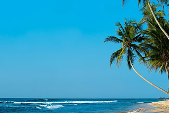 palma, tváří v tvář moři, tropické pláže, jasné modré nebe, unawatuna, Srí Lanka, klidné pláže, vlny oceánu, písečné pobřeží, kokosová palma, tropický ráj