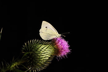 butterfly, cabbage, insect, thistle, flower, nature