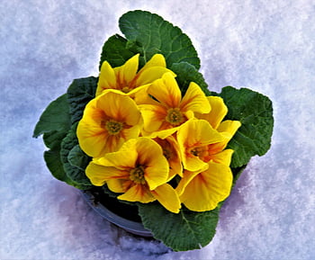 primroses, plants, yellow Flowers, pot, beautiful Flowers, potted Flowers, flower Wallpaper, potted Plant, yellow Petals, leaves, bloom