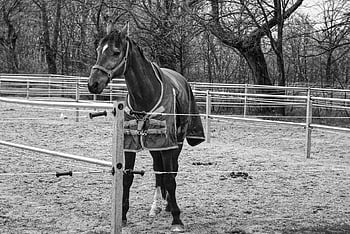 paard, Gallië, paardrijden, ruiter, koppelen, dier, dieren in het wild