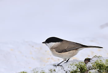 marsh Tit, winter, ornithology, snow, frost, cold, bird Watching, nature, wildlife