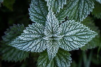 stinging Nettle, plant, frozen, genus Urtica, cold, winter, nature, botany, crystal