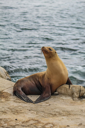 sigillo marrone, Leone marino, costa rocciosa, sfondo oceanico, fauna marina, Leone marino selvatico, Fauna costiera, animale marino, creatura marina, scenario dell'oceano, fotografia naturalistica