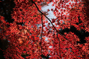 Red Leaf Tree, red maple leaves, autumn leaves, Shinjuku Tokyo, sunlight illumination, fall foliage, vibrant red leaves, autumn season, natural beauty, Japanese landscape, maple tree