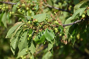 tree, green, cherry, outdoor, fruit, nature, leaves, spring, trees, unripe, plant