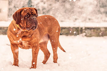 french Mastiff, dog, snow, dogue De Bordeaux, pet, animal, young Dog, domestic Dog, canine, mammal, cute