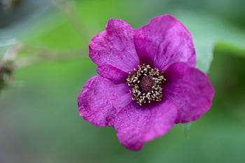 raspberry, rubus Spectabilis, nature, flower Wallpaper, flower, purple Flower, petals, beautiful Flowers, stamens, raspberry Blossom, flower Background