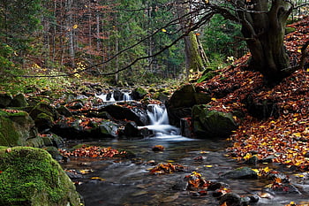 rivier-, cascade, Bos, stroom, water, stortvloed, beek, boom, stenen, rotsen, mos