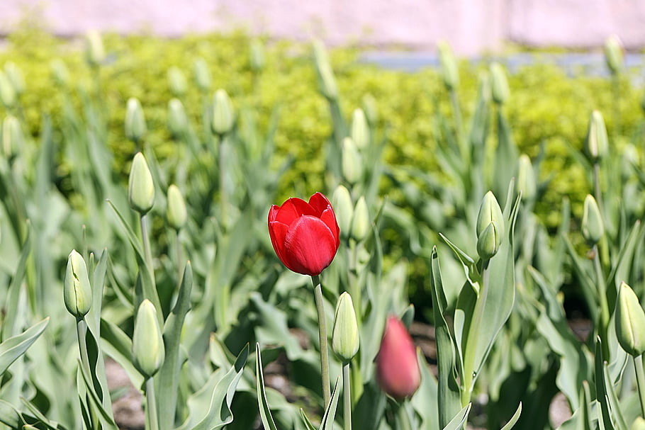 tulip, spring, nature, flower Background, blossom, bud, beautiful Flowers, flower, flower Wallpaper, garden, red