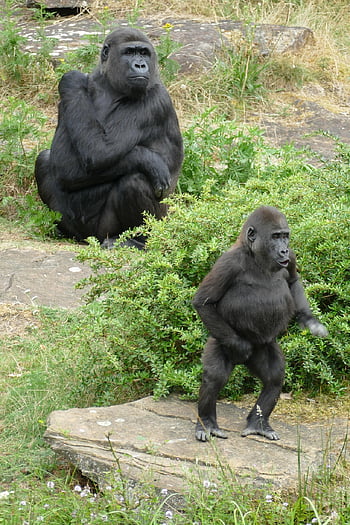 lowland Gorilla, gorilla Gorilla Gorilla, great Ape, primate, central Africa, tropical Rainforest, fauna, nature, mother, young