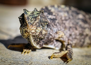 kameleon, Twarz, oczy, Natura, gad, dzikiej przyrody, zwierzę, dziki, jaszczurka, egzotyczny, kreatura
