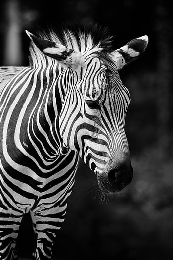 zebra, africa, poaching, wildlife, horse, mobile Wallpaper, animal, safari, ipad Wallpaper, samsung Wallpaper, nature