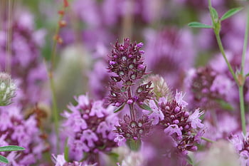 timian, blomster, anlegg, urt, sitron timian, blomst tapet, vakre blomster, bredbladet timian, lilla blomster, petals, blomst