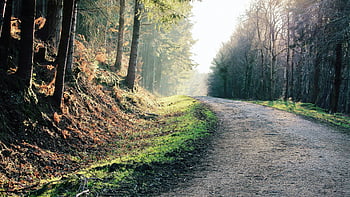 lesní cesta, šedá půdní chodník, svěží stromy, klidné ráno, slunný les, Devon Anglie, přírodní scenérie, zelená tráva, cesta lemovaná stromy, klidné krajiny
