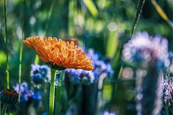 ดอกดาวเรือง, ดาวเรือง, ดอกไม้, ส้ม, สีเหลือง, พฤกษา, ดอกไม้สวย, ตา, ดอก, เบ่งบาน, กลีบดอก