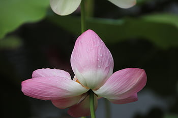 lotus, květ, rosa, květinové tapety, okvětní lístky, krásné květiny, leknín, květinové pozadí, kvetoucí, rostlina, vodní rostliny