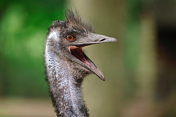 emoe, vogel, aviaire, vogelkunde, soorten, fauna, dier, dieren in het wild, natuur, hoofd, lang