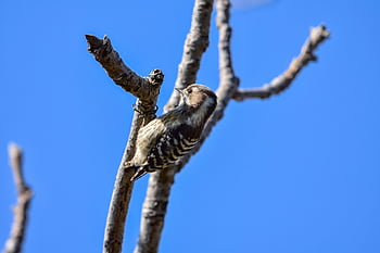 animal, sky, forest, wood, bird, wild Bird, nature, woodpecker, the Game, natural, landscape