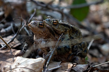 rospo, rana, natura, natur, wald, foresta, foresta pluviale, rettile, foglia, acqua, animale